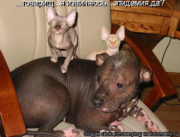 Котоматрица: ...товарищ...я извиняюсь...эпидемия,да? ...товарищ...я извиняюсь...эпидемия,да?