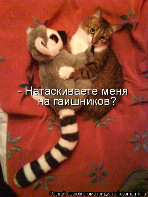 Котоматрица: - Натаскиваете меня  на гаишников?