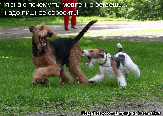 Котоматрица: я знаю почему ты медленно бегаешь...надо лишнее сбросить... я знаю почему ты медленно бегаешь... надо лишнее сбросить!
