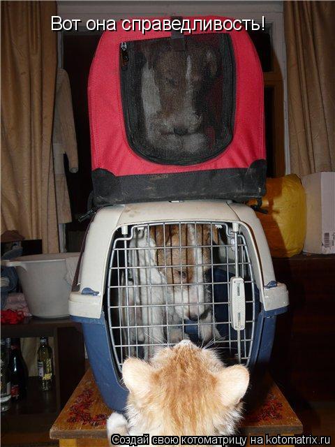 Котоматрица: Вот она справедливость!
