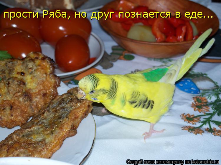 Котоматрица: прости Pяба, но друг познается в еде...