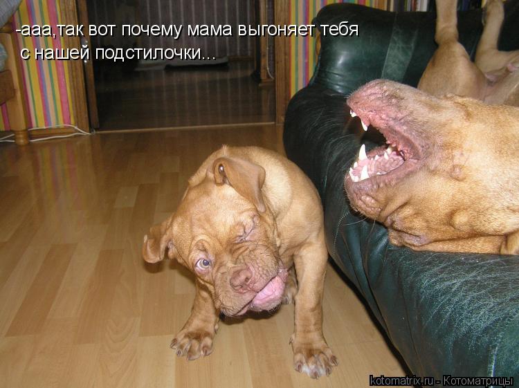 Котоматрица: -ааа,так вот почему мама выгоняет тебя  с нашей подстилочки...