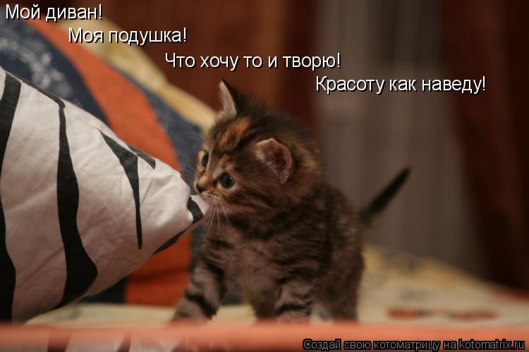 Котоматрица: Мой диван! Моя подушка! Что хочу то и творю! Красоту как наведу!