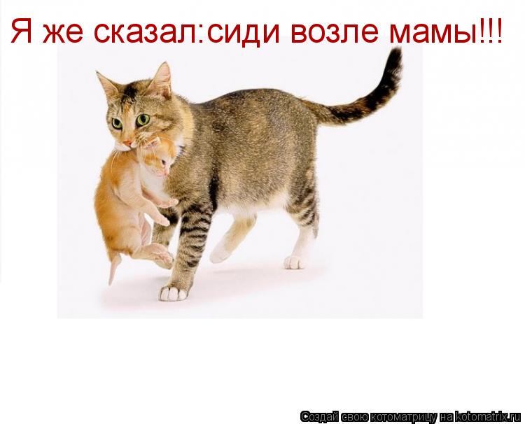 Котоматрица: Я же сказал:сиди возле мамы!!!