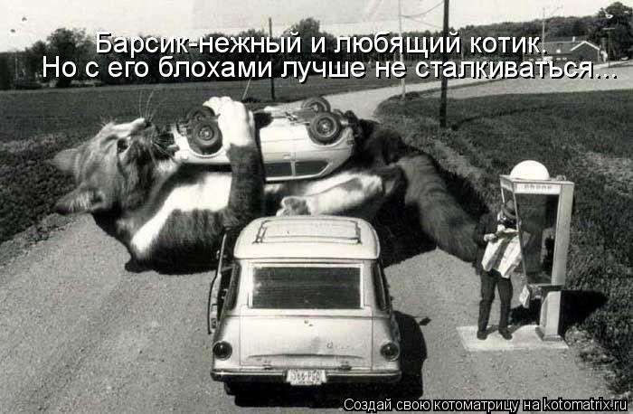 Котоматрица: Барсик-нежный и любящий котик. Но с его блохами лучше не сталкиваться...