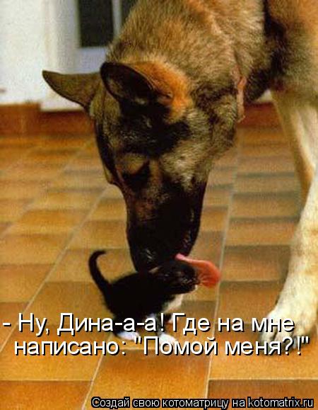 Котоматрица: - Ну, Дина-а-а! Где на мне  написано: "Помой меня?!"