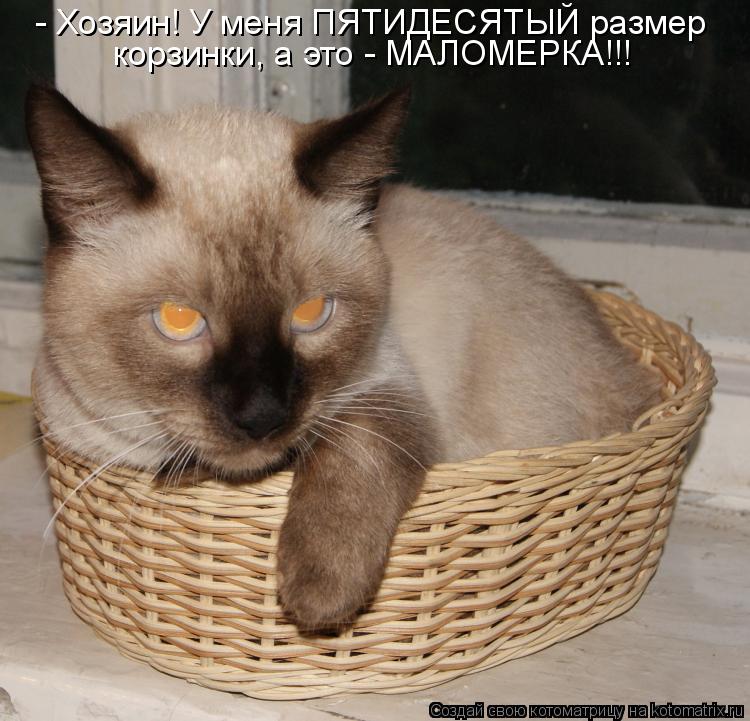 Котоматрица: - Хозяин! У меня ПЯТИДЕСЯТЫЙ размер корзинки, а это - МАЛОМЕРКА!!!
