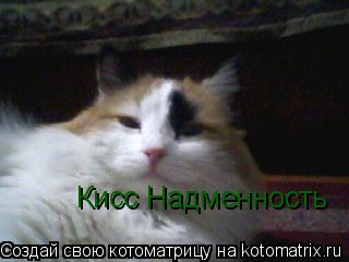 Котоматрица: Кисс Надменность