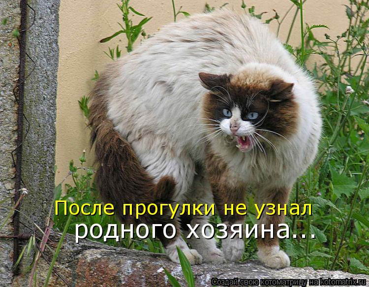 Котоматрица: После прогулки не узнал  родного хозяина...