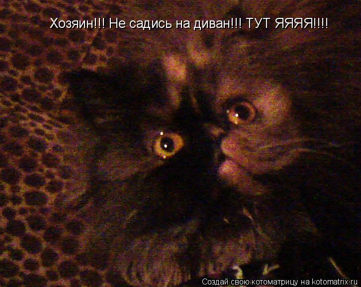 Котоматрица: Хозяин!!! Не садись на диван!!! ТУТ ЯЯЯЯ!!!!