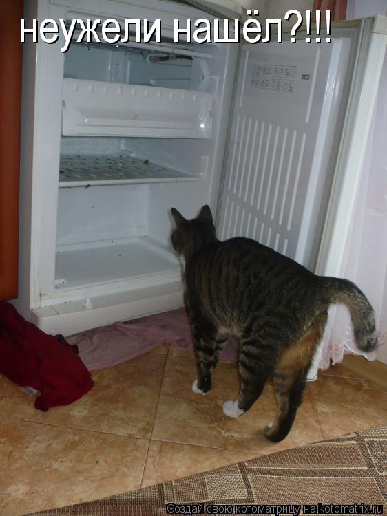 Котоматрица: неужели нашёл?!!!