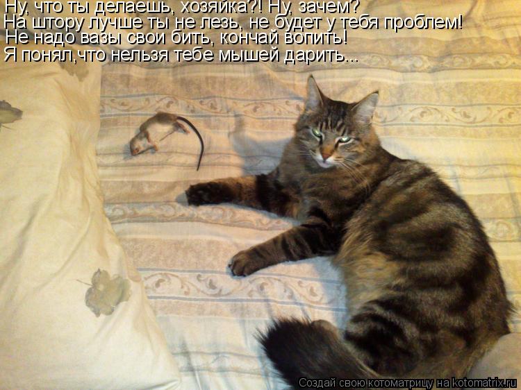 Котоматрица: Ну, что ты делаешь, хозяйка?! Ну, зачем? На штору лучше ты не лезь, не будет у тебя проблем! Не надо вазы свои бить, кончай вопить! Я понял,что не