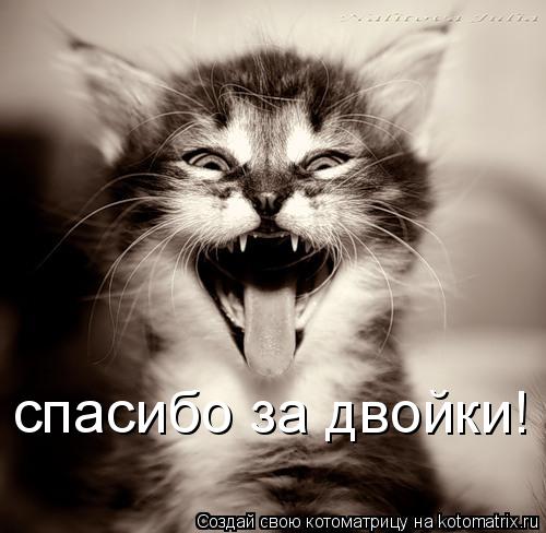 Котоматрица: спасибо за двойки!