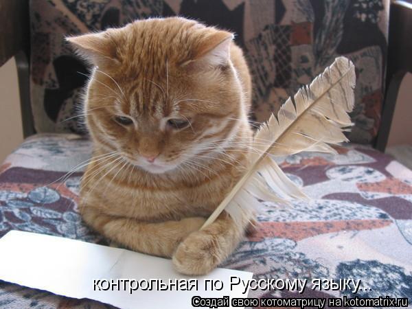 Котоматрица: контрольная по Русскому языку...