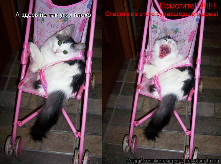 Котоматрица: Помогите!!!!!!!!! Спасите из этого сумасшедшего дома! А здесь не так уж и плохо