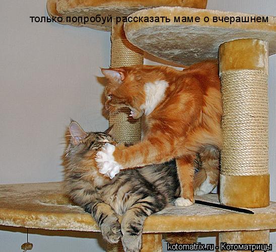 Котоматрица: только попробуй рассказать маме о вчерашнем