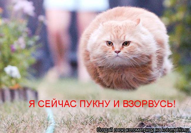 Котоматрица: Я СЕЙЧАС ПУКНУ И ВЗОРВУСЬ!