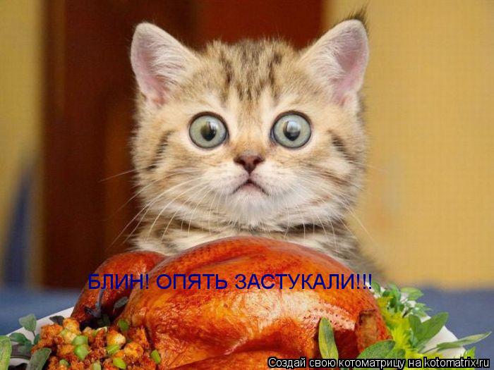Котоматрица: БЛИН! ОПЯТЬ ЗАСТУКАЛИ!!!
