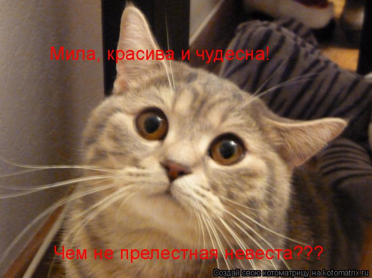 Котоматрица: Мила, красива и чудесна! Чем не прелестная невеста???