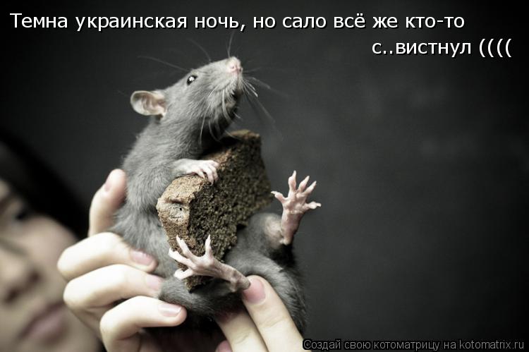Котоматрица: Темна украинская ночь, но сало всё же кто-то  с..вистнул ((((