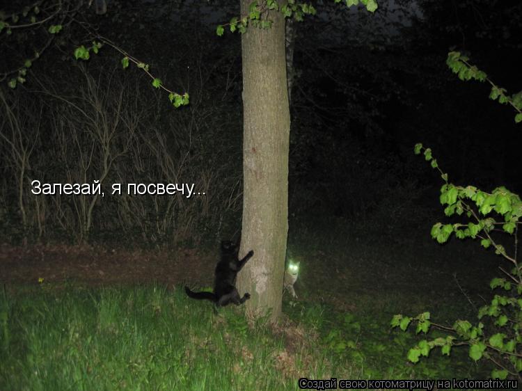 Котоматрица: Залезай, я посвечу...