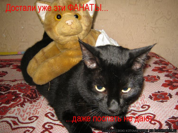 Котоматрица: Достали уже эти ФАНАТЫ... ...даже поспать не дают...