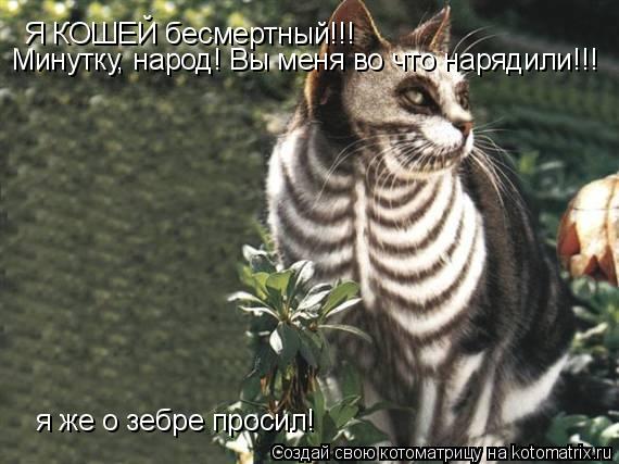 Котоматрица: Я КОШЕЙ бесмертный!!! Минутку, народ! Вы меня во что нарядили!!! я же о зебре просил!