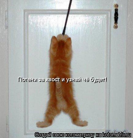 Котоматрица: Потени за хвост и узнай чё будет!