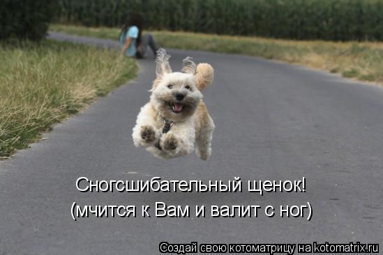 Сногсшибательный щенок! (мчится к Вам и валит с ног)... Котоматрица: Сногсшибательный щенок! (мчится к Вам и валит с ног)