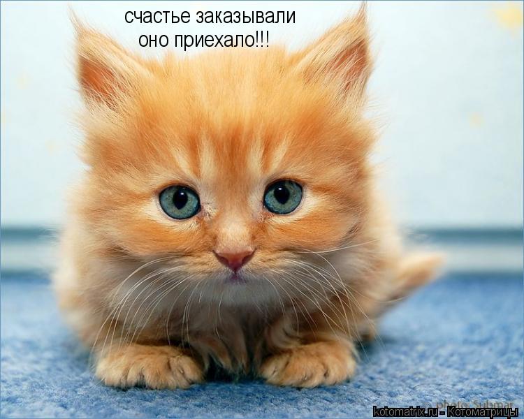 Котоматрица: счастье заказывали оно приехало!!!
