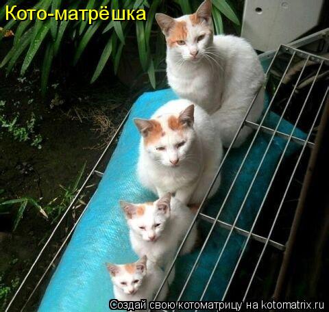 Котоматрица: Кото-матрёшка
