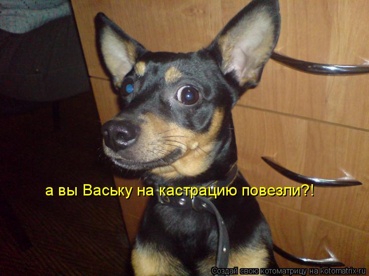 Котоматрица: а вы Ваську на кастрацию повезли?!