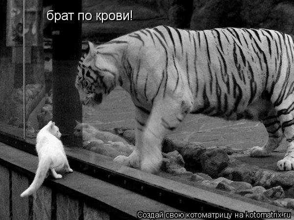 Котоматрица: брат по крови!