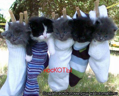 Котоматрица: носКОТЫ