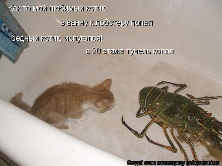 Котоматрица: Как то мой любимый котик в ванну к лобстеру попал бедный котик, испугался! с 20 этажа тунель копал