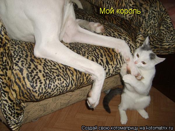Котоматрица: Мой король