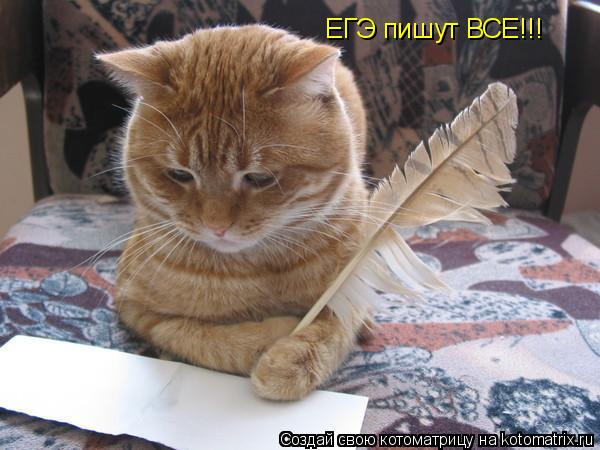 Котоматрица: ЕГЭ пишут ВСЕ!!!