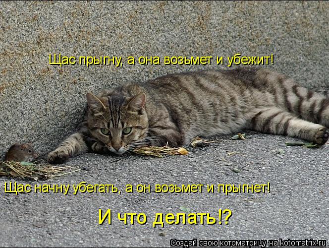 Котоматрица: Щас прыгну, а она возьмет и убежит! Щас начну убегать, а он возьмет и прыгнет! И что делать!?