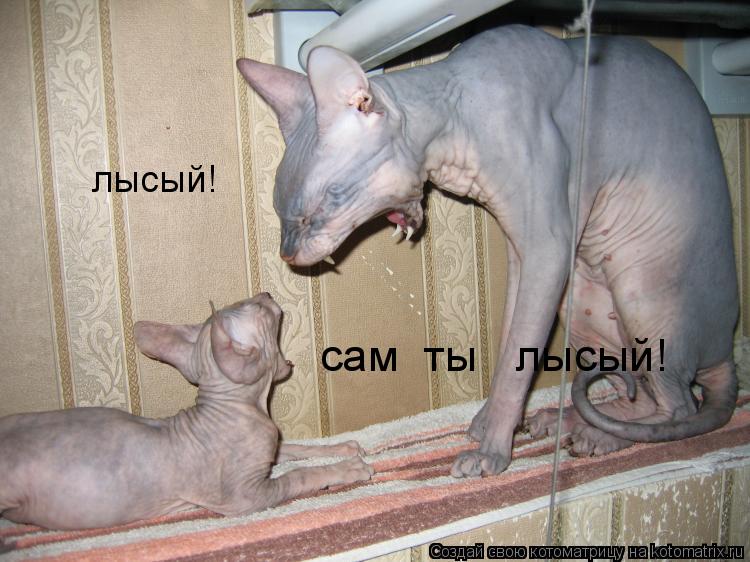 Котоматрица: сам  ты   лысый! лысый!