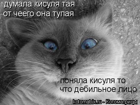 Котоматрица: думала кисуля тая от чеего она тупая что дебильное лицо поняла кисуля то