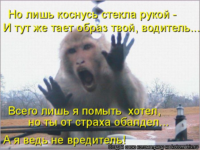 Котоматрица: Но лишь коснусь стекла рукой -  И тут же тает образ твой, водитель... Всего лишь я помыть  хотел,  но ты от страха обалдел... А я ведь не вредитель