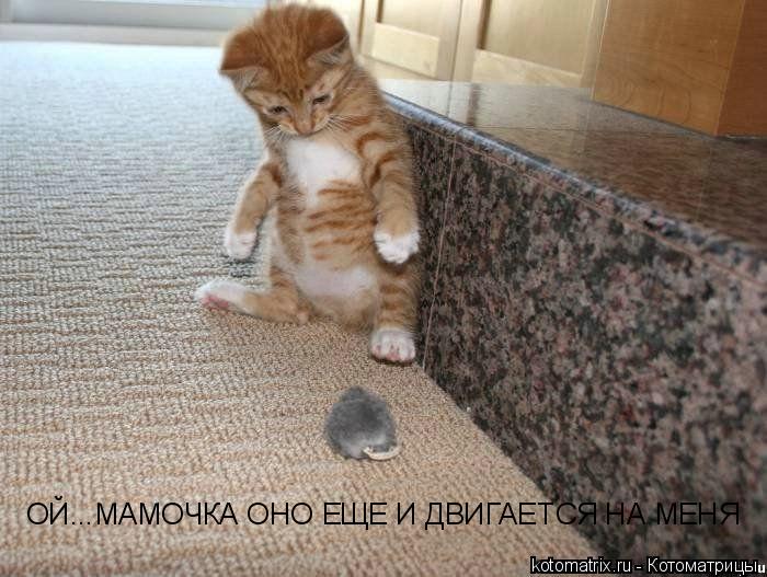 Котоматрица: ОЙ...МАМОЧКА ОНО ЕЩЕ И ДВИГАЕТСЯ НА МЕНЯ
