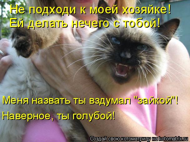 Котоматрица: Не подходи к моей хозяйке! Ей делать нечего с тобой! Меня назвать ты вздумал "зайкой"! Наверное, ты голубой!