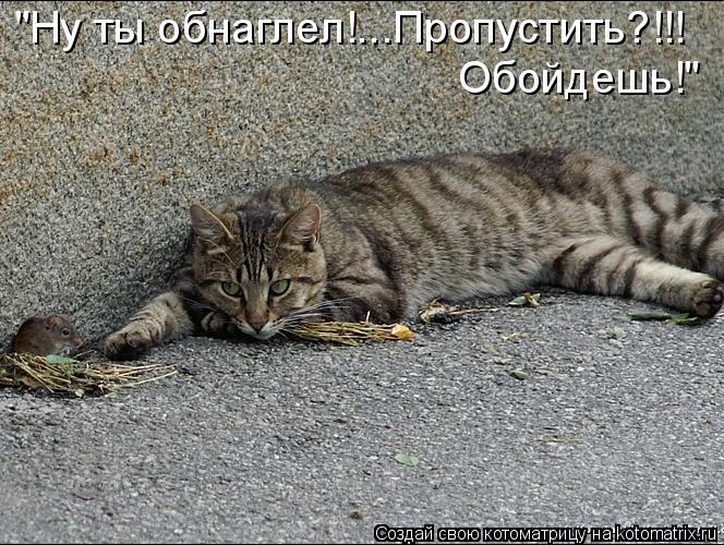 Котоматрица: "Ну ты обнаглел!...Пропустить?!!! Обойдешь!"