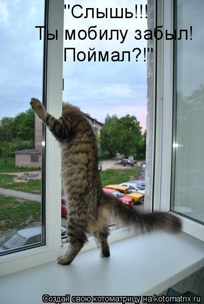 Котоматрица: "Слышь!!!  Ты мобилу забыл! Поймал?!"