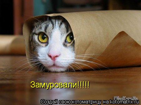 Котоматрица: Замуровали!!!!!