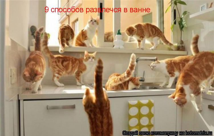 Котоматрица: 9 способов развлечся в ванне