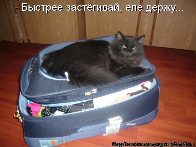 Котоматрица: - Быстрее застёгивай, еле держу...
