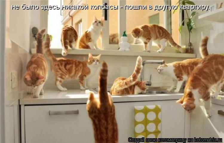 Котоматрица: не было здесь никакой колбасы - пошли в другую квартиру.