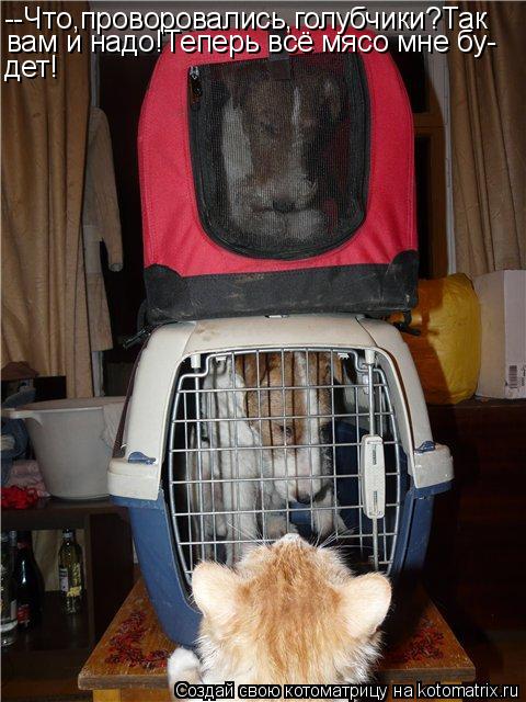 Котоматрица: --Что,проворовались,голубчики?Так вам и надо!Теперь всё мясо мне бу- дет!